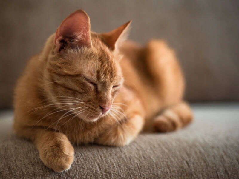 Gato caramelo deitado no sofá