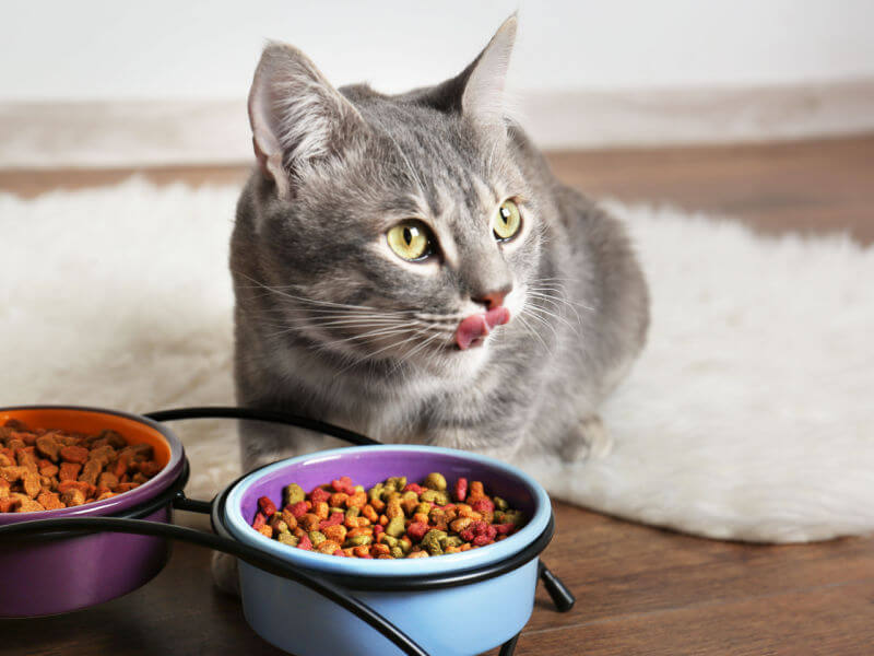 Gato cinza comendo ração em pote azul