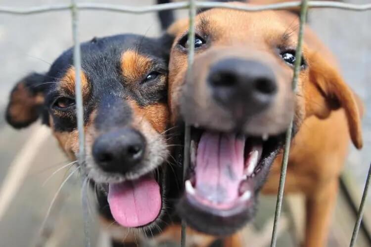 Serviços funerários para animais poderão ser estudados nas propostas da concessão