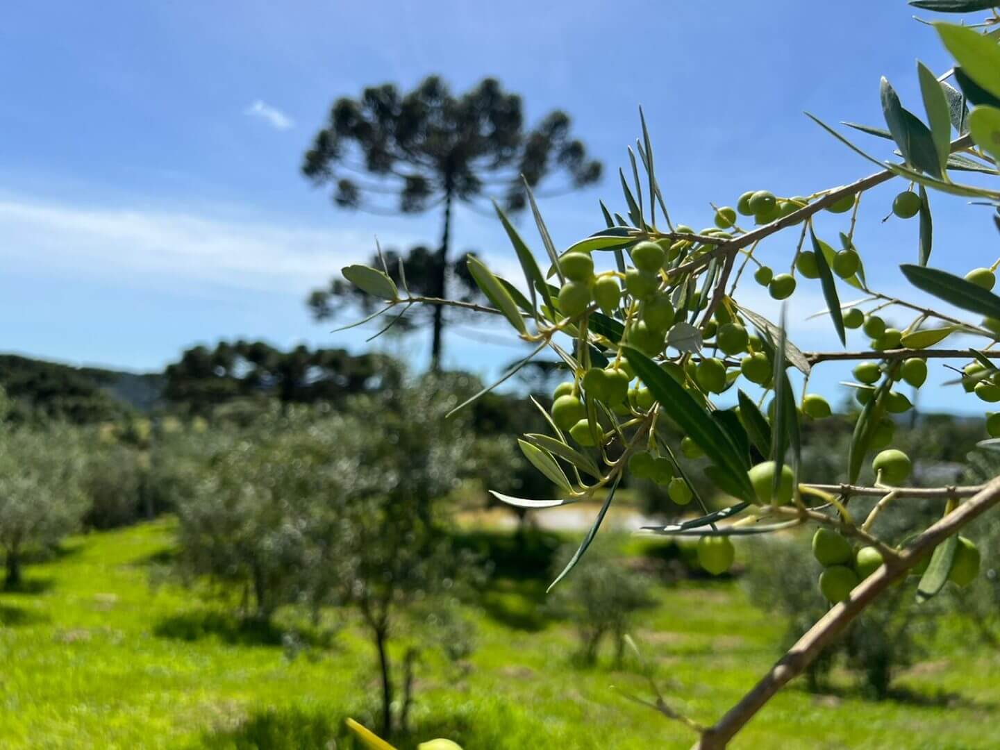 Quinta de Vienzo se prepara para colheita recorde de oliveiras.