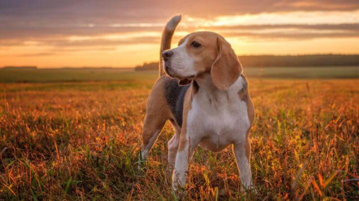 Beagle em meio a natureza