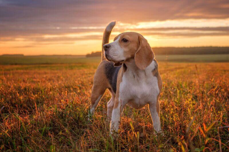 Beagle em meio a natureza