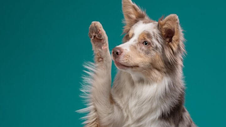 Cachorro olhando para o lado com a pata levantada em frente a um fundo verde