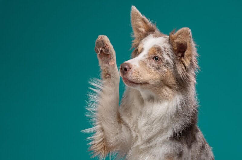 Cachorro olhando para o lado com a pata levantada em frente a um fundo verde
