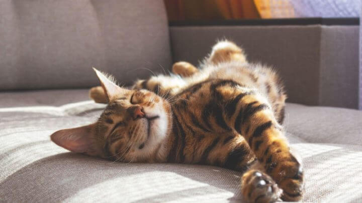 Gato rajado deitado e relaxado em sofá