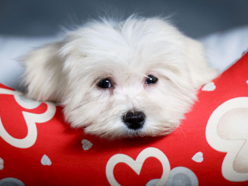 Filhote de cachorro maltês com a cabeça apoiada em cama vermelha com corações brancos