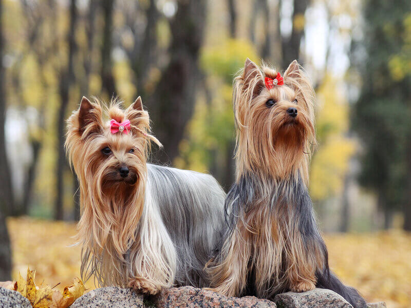 Duas cachorras sentadas em um parque