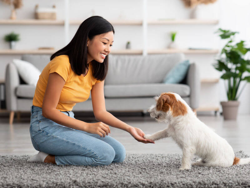 Cachorro pequeno dando pata para tutora na sala de casa