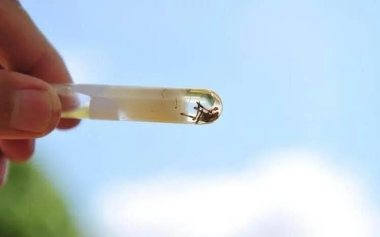 Dengue