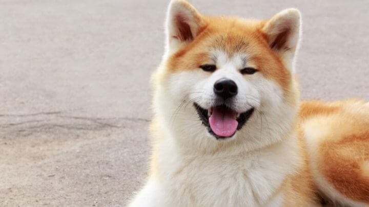 Cão akita