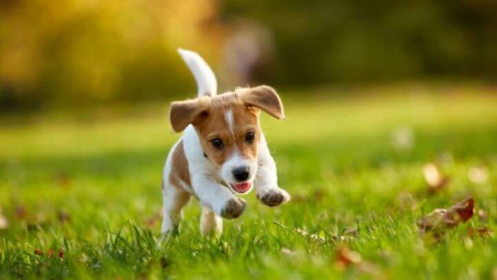 Cachorro filhote correndo