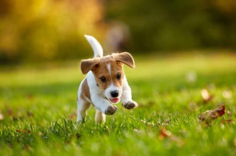 Cachorro filhote correndo