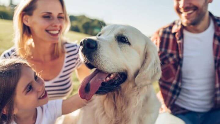 Família feliz está se divertindo com golden retriever ao ar livre