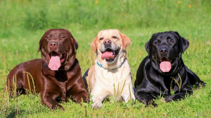 Três labradores retrievers na grama. Um preto, um marrom e um claro