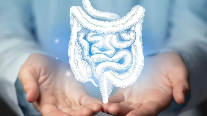 Na imagem, desenho do formato do intestino humano em linhas azuis e as mãos de um homem o segurando
