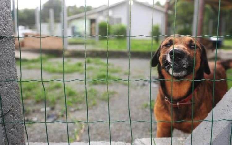 Edital prevê atendimento de até 80 animais, de forma simultânea