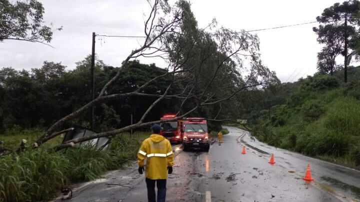 Árvore interditou parte da rodovia em Urussanga