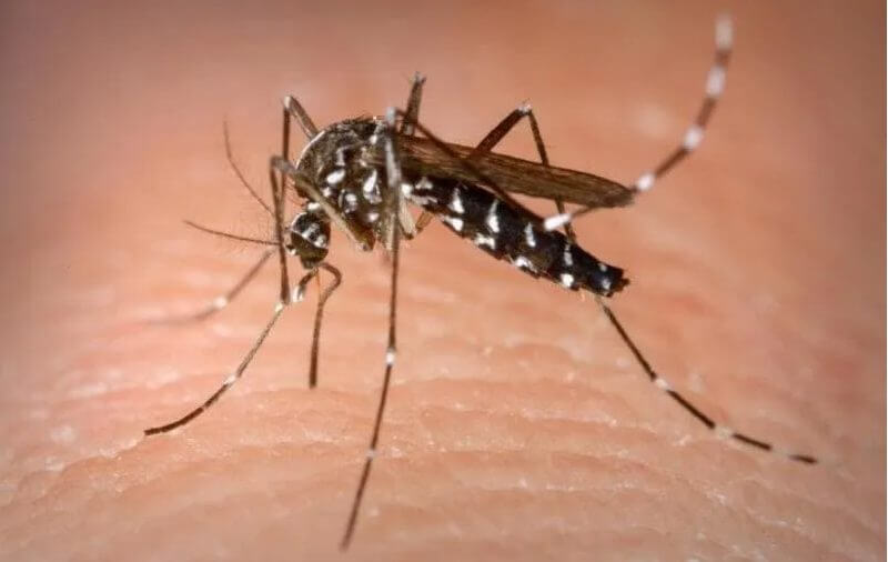 Quadro é considerado de epidemia na cidade (Prefeitura de Florianópolis/Divulgação)