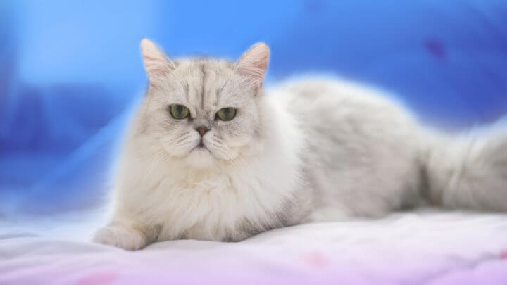 Gato persa branco