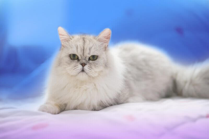 Gato persa branco