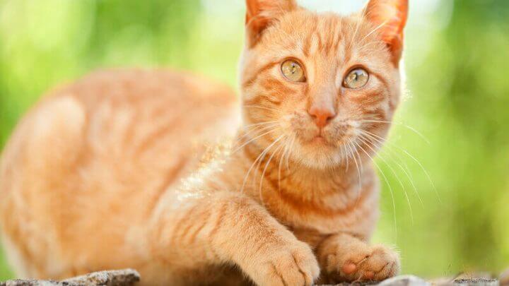 Gato laranja em cima de uma pedra