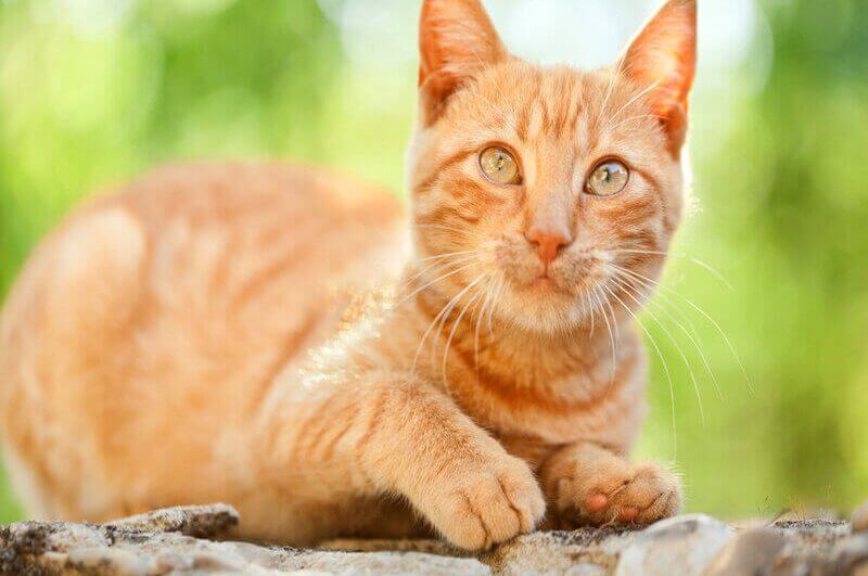 Gato laranja em cima de uma pedra