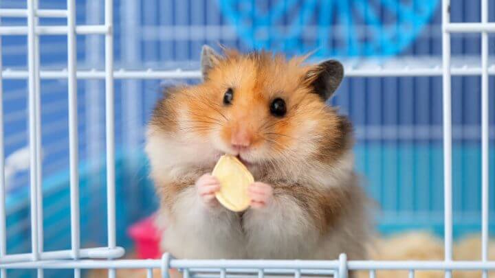 Hamster comendo semente dentro de gaiola