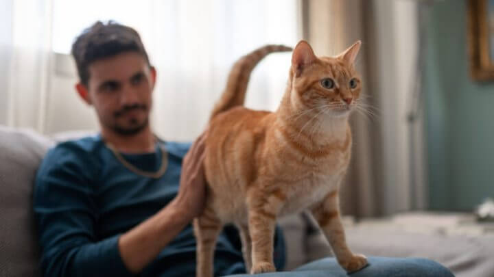 Homem sentado no sofá com gato laranja em pé em seu colo