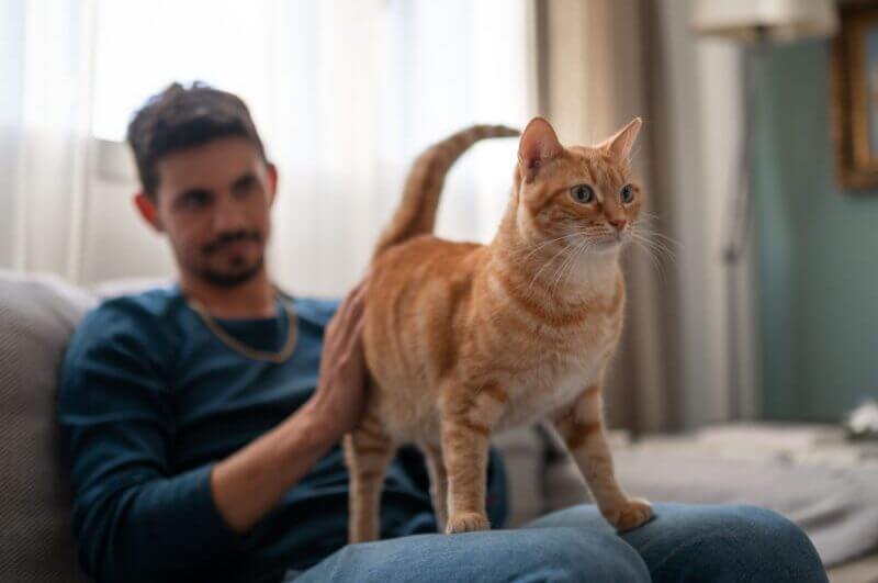 Homem sentado no sofá com gato laranja em pé em seu colo