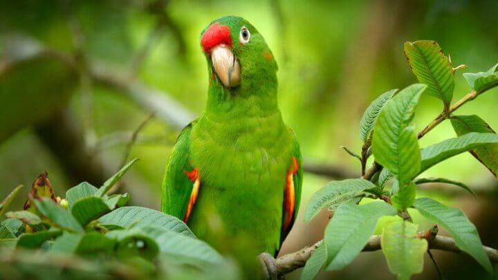 Papagaio verde em cima de um galho de árvore