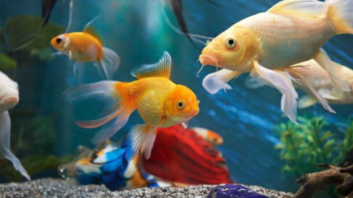 Peixes de estimação de diferentes cores e tamanhos nadando em aquário