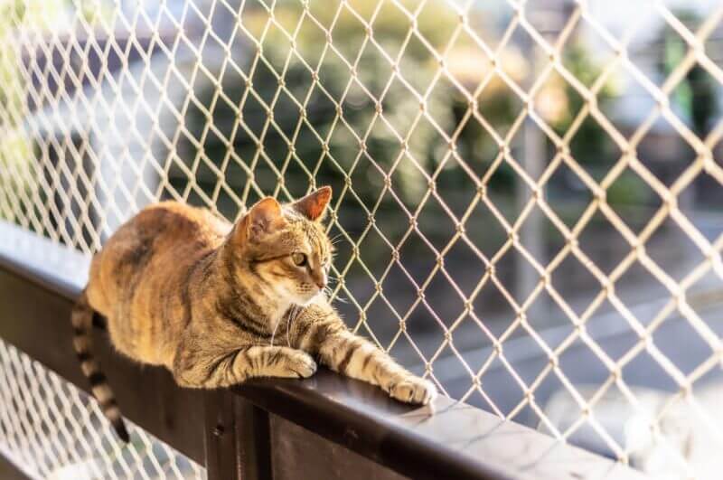Um gato listrado sentado em uma janela com proteção de rede