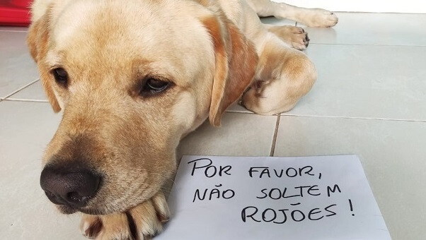 Animais sofrem com fogos com estampido