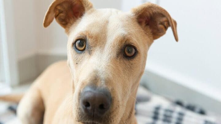 Cachorro com orelha levantada e olho castanho olhando para foto