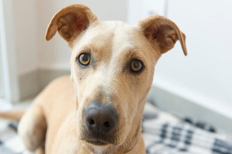 Cachorro com orelha levantada e olho castanho olhando para foto