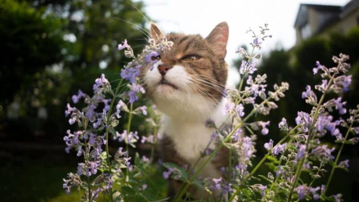 Gato cheirando catnip