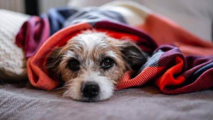 Cachorro enrolado em uma coberta com tons de vermelho