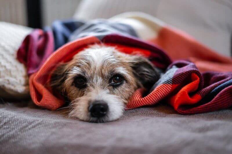 Cachorro enrolado em uma coberta com tons de vermelho