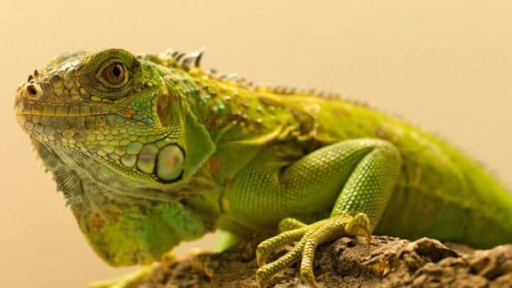 Iguana verde