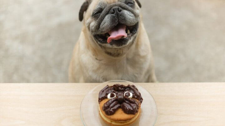 Cachorro sorrindo
