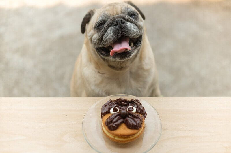 Cachorro sorrindo