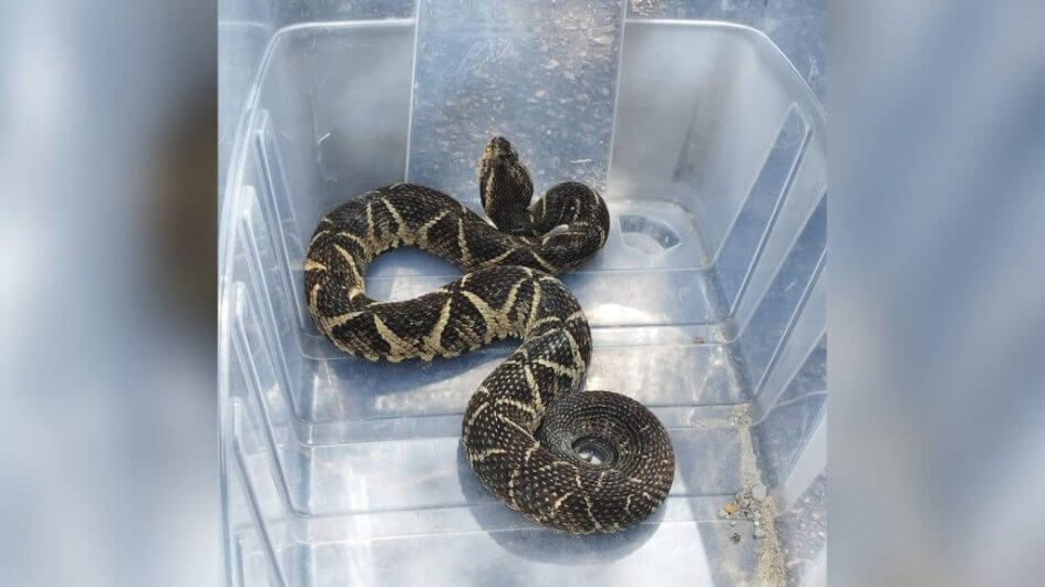 Cobra foi encontrada dentro de casa (Foto: Guarda Municipal/Divulgação)