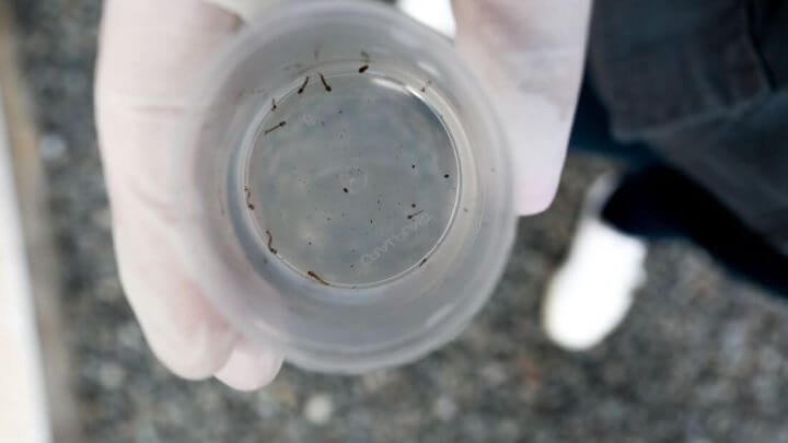 Joinville tem quase 3 mil casos confirmados de dengue neste ano