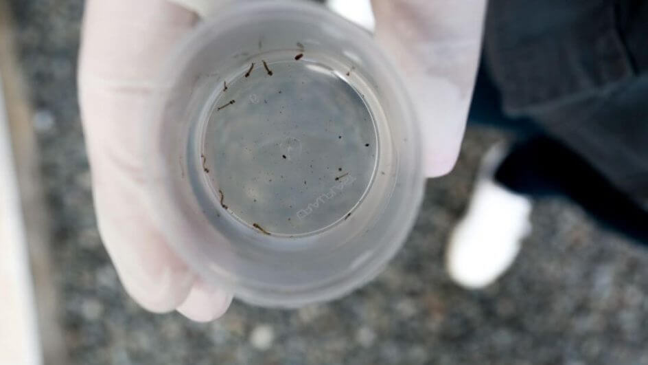 Joinville tem quase 3 mil casos confirmados de dengue neste ano