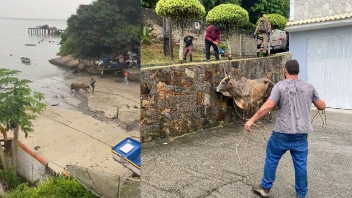 Animal foi resgatado depois de ser vítima de maus-tratos