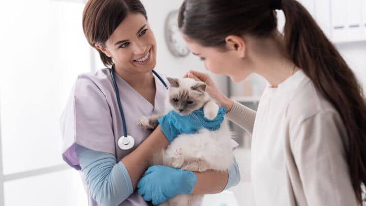 Veterinária profissional sorrindo segurando um gato bonito após o exame, a proprietária do animal de estimação está abraçando seu gato
