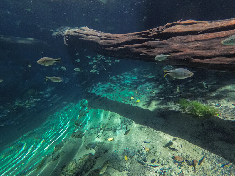 Peixes nadando em um rio cristalino
