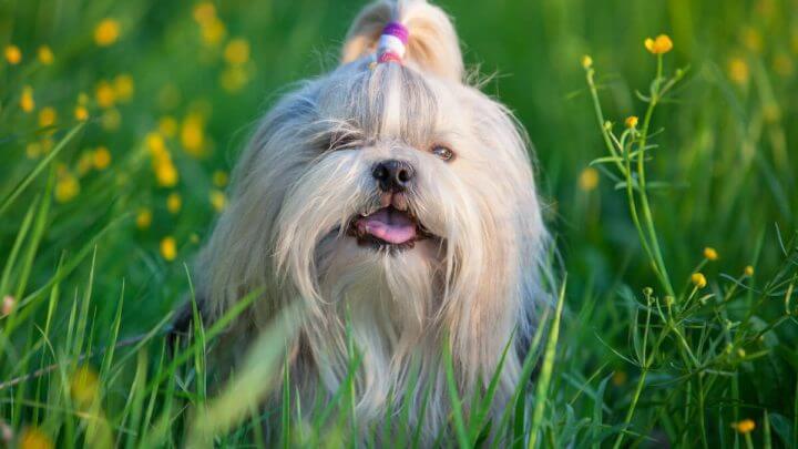Cachorro Shih-Tzu de pelagem branca em gramado