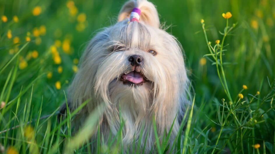 Cachorro Shih-Tzu de pelagem branca em gramado
