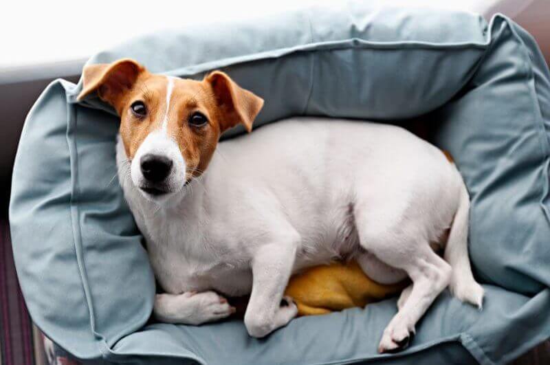 Cachorro deitado em sua caminha
